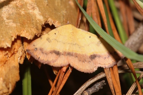 Variable Tropic Moth photo 5