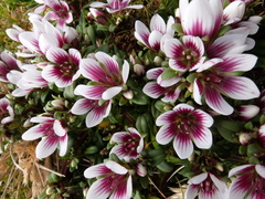 Gentianella concinna