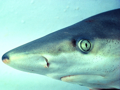 Blacknose Shark photo 3