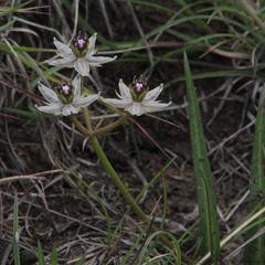 Asclepias gibba
