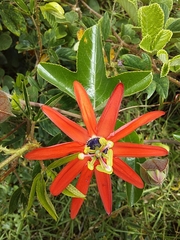 Passiflora manicata
