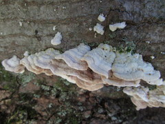 Steccherinum bourdotii