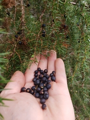 Juniperus