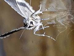 Geometridae