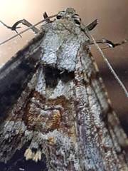 Geometridae