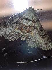 Geometridae