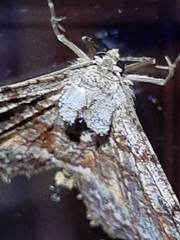 Geometridae