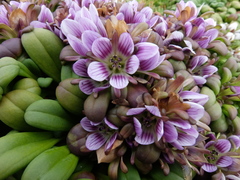 Gentianella concinna