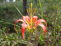 Lilium catesbaei image