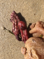 Pyura praeputialis