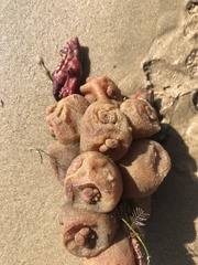 Pyura praeputialis