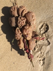 Pyura praeputialis