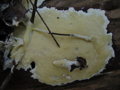 Gloeoporus pannocinctus