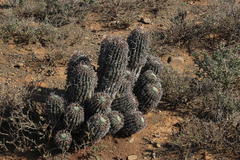 Euphorbia stellispina