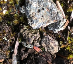 Lecidoma demissum