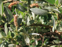 Salix eastwoodiae