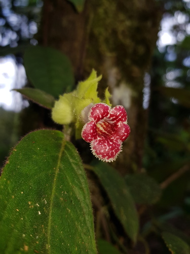 Drymonia tomentulifera