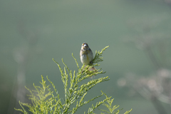 Spiza americana
