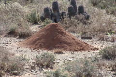 Euphorbia stellispina