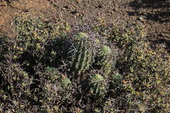Euphorbia stellispina
