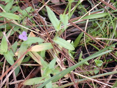 Murdannia spirata parviflora