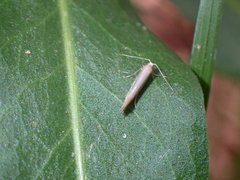 Elachista argentella