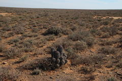 Euphorbia stellispina