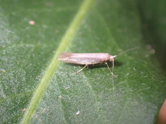 Elachista argentella