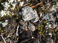 Lecidoma demissum