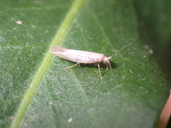 Elachista argentella