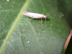Elachista argentella