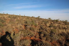 Euphorbia ferox