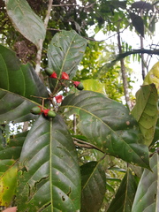 Mespilodaphne macrophylla