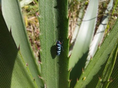 Balacha melanocephala
