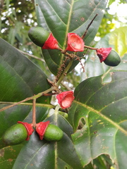 Mespilodaphne macrophylla