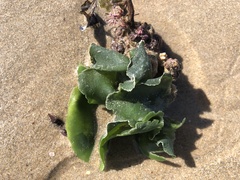 Dictyosphaeria sericea