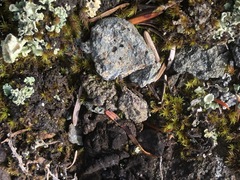 Lecidoma demissum