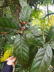 Mespilodaphne macrophylla