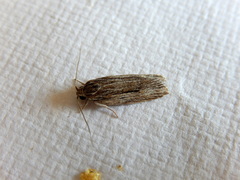 Acantholena siccella
