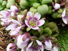 Gentianella concinna