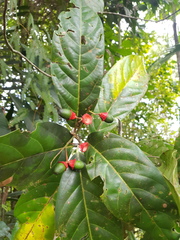 Mespilodaphne macrophylla