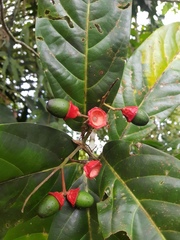 Mespilodaphne macrophylla