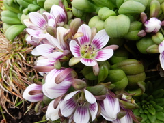 Gentianella concinna