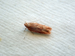 Ardozyga ceramica