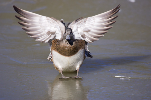 Canard à front blanc