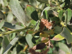 Salix eastwoodiae
