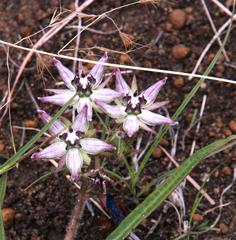 Asclepias gibba