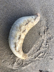 Paracaudina bacillis