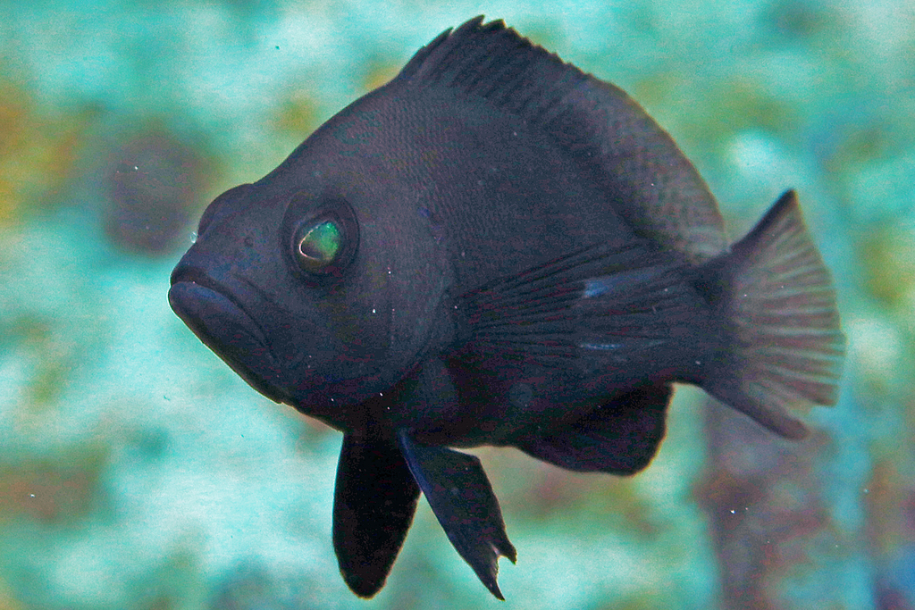 Black Hamlet
