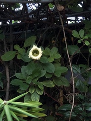 Solandra grandiflora